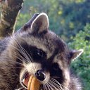  Lisfm (),  -  8  2009    