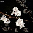 �� ����� �� ������� �������