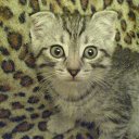 ���� �����, ���������, 37 ��� - ��������� 28 �������� 2012 � ������ �������