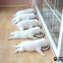  Lika,  -  3  2010      :)