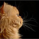 ���� ������ ����, ������������, 43 ���� - ��������� 8 ������ 2011 � ������ ������� (��������� 08.01.11)�