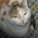 ���� ��������, ������, 55 ��� - ��������� 1 ���� 2011 � ������ ���� ������������ �������