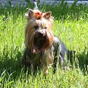 ���� Ani, ������, 71 ��� - ��������� 1 ������� 2011 � ������ ���� ����������
