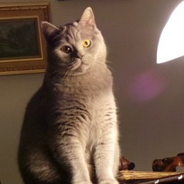 ���� Vladimir, ������, 41 ��� - ��������� 14 ���� 2013