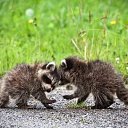  ***Primavera***,  -  21  2011   