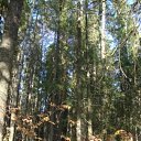  Serzh Van Der Maaremaan,  -  9  2009    