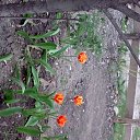 ���� Rina, �������, 39 ��� - ��������� 26 ������ 2010 � ������ ��������