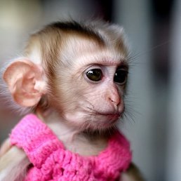 ���� Damir, ������, 41 ��� - ��������� 4 �������� 2012