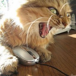 ���������, �����������, 71 ���