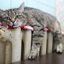    )))), , 47  -  15  2009   .