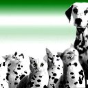 ���� Knoss, ������������, 26 ��� - ��������� 18 ������� 2009 � ������ �������� - �����������