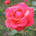  Igor, , 51  -  29  2013    