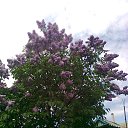 ���� ������, ��������, 47 ��� - ��������� 4 ���� 2013 � ������ ���������� �������