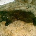 ���� ����, ��������, 61 ��� - ��������� 9 ��� 2010 � ������ ���� ������� �������.�