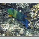 ���� ����� - ���������� ��������!!!, �����������, 56 ��� - ��������� 12 ������ 2010 � ������ ������