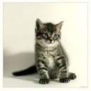 ���� ����, ������-��-����, 23 ���� - ��������� 4 ���� 2011 � ������ �PetLove�