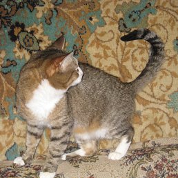 ���� ���, ������, 24 ���� - ��������� 5 ������ 2010