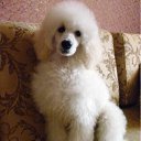 ���� �����, �������, 68 ��� - ��������� 15 ���� 2012 � ������ ���� ����������