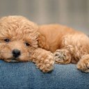  Lika,  -  3  2010      :)