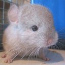 ���� Nosferatos, ������-��-����, 33 ���� - ��������� 9 ����� 2010 � ������ �������