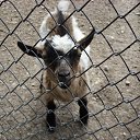���� Nik, �����, 63 ���� - ��������� 2 ���� 2012 � ������ ���� ���������