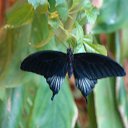 ���� ����, ����� - ��������� 24 �������� 2011 � ������ �magi�