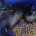 ���� ������� Sony, ������, 41 ��� - ��������� 6 ������ 2010 � ������ ��������