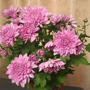 ���� ������, ������, 70 ��� - ��������� 1 ������� 2011 � ������ �RoadKing�