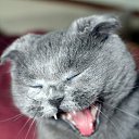 ���� ����� - ���������� ��������!!!, �����������, 56 ��� - ��������� 31 ������� 2009 � ������ �����Ȼ