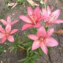 ���� V�������, ��������� - ��������� 21 ������ 2011 � ������ ���������.�