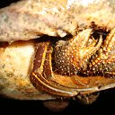 ���� ������, ��������, 41 ��� - ��������� 30 ������� 2010 � ������ �������