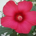 ���� �������, ������, 50 ��� - ��������� 4 ������� 2013 � ������ ���� ����������