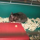 ���� (=����������=), ������, 31 ��� - ��������� 9 ������ 2012 � ������ �������(����) ��� ���� R.I.P.�