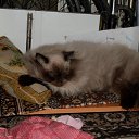  Viki, , 52  -  16  2011   