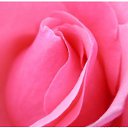 ���� �����, ������, 26 ��� - ��������� 25 ���� 2010 � ������ �������