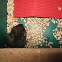 ���� (=����������=), ������, 31 ��� - ��������� 9 ������ 2012 � ������ �������(����) ��� ���� R.I.P.�