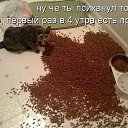 ���� ����, ����, 41 ��� - ��������� 17 �������� 2012 � ������ �������