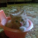  , , 42  -  10  2011   PetLove