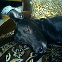 ���� ���, ������ - ��������� 6 ������ 2009 � ������ �In Memory of Nos, The Dog (R.I.P)�
