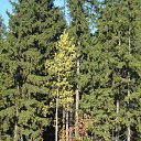  Serzh Van Der Maaremaan,  -  9  2009    