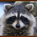  Raccoon,  -  4  2009