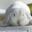 ���� ����, �������, 34 ���� - ��������� 13 ������� 2011 � ������ ���� ����������