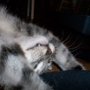 ���� ����� (=^.^=)_____?, �������� - ��������� 25 ���� 2013 � ������ ���� ����������