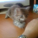 ���� ���� ��, �������, 49 ��� - ��������� 15 ������ 2011 � ������ ���� ���.�