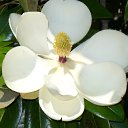 ���� Lei �� �������, ������ - ��������� 14 ����� 2012 � ������ ���� ����������