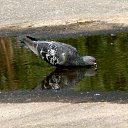 ���� ������, ������������, 53 ���� - ��������� 8 ������ 2011 � ������ ����������� �������� ����.�