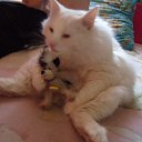 ���� �������, �����-���������, 61 ��� - ��������� 12 ������ 2011 � ������ ���� �����