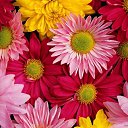 ���� ������, ���-����, 27 ��� - ��������� 17 ������� 2009 � ������ �����������