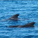 ����(������������ �����) �� ������� ������� ���� �������