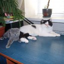  Albanian, , 36  -  13  2010   